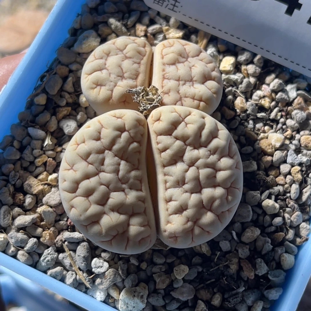 1947双头1891凹凸