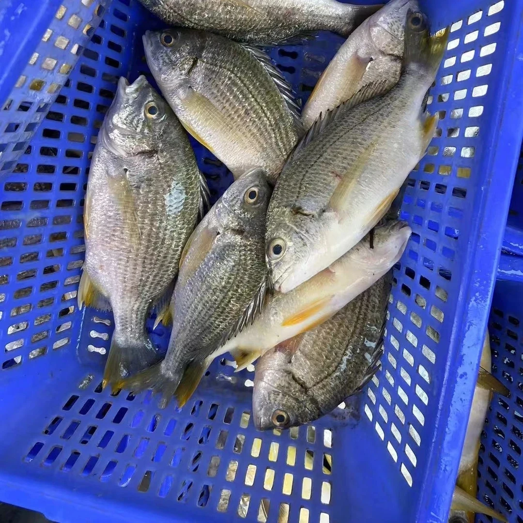 黄翅 黄雕 黄脚立 海鲜广东阳江发货