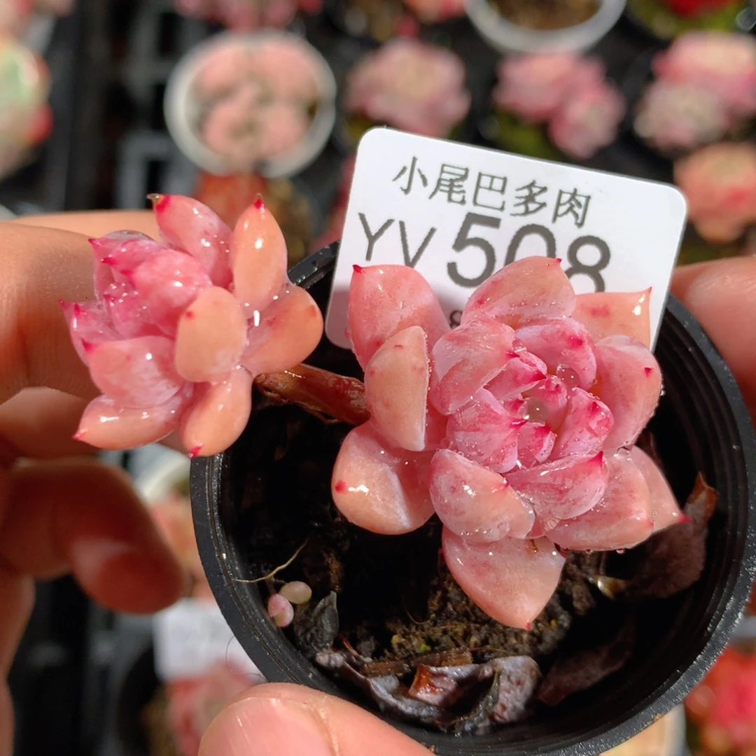 5CM拇指盆精控多肉YV508