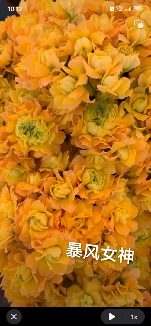 120暴风女神长寿花