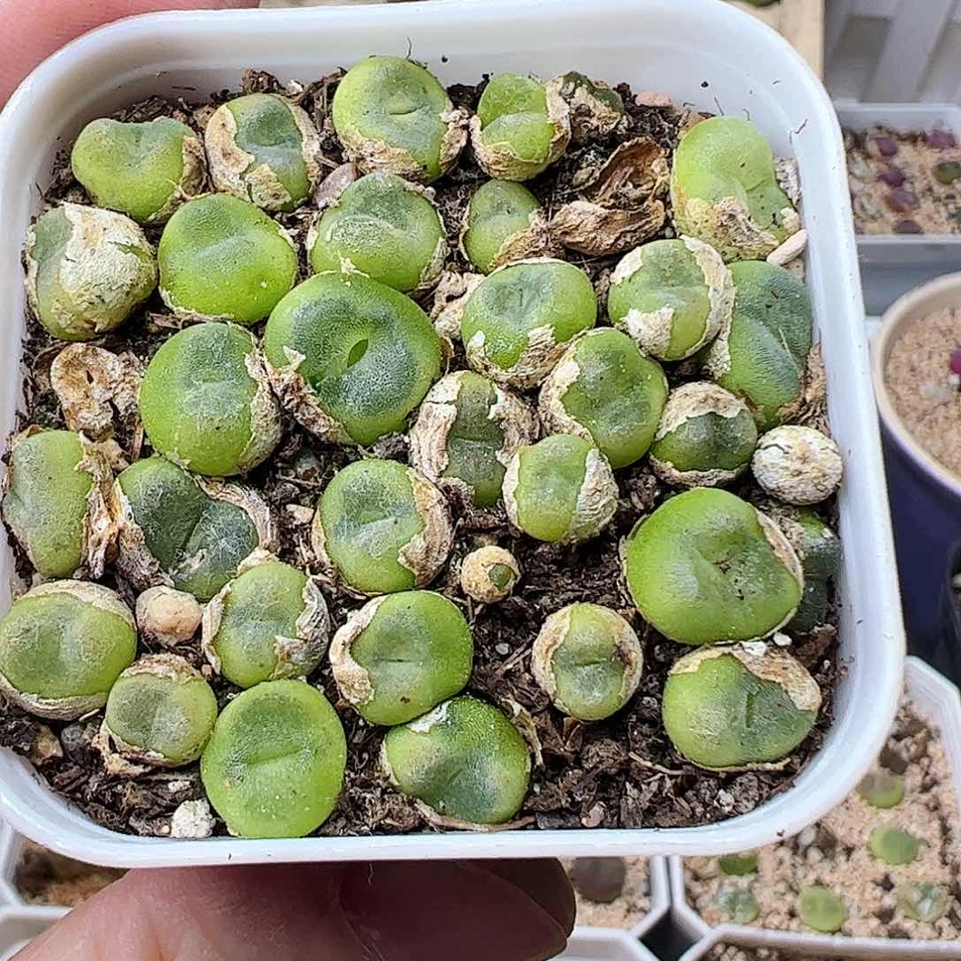 无花朵水晶靴带盆发……………………