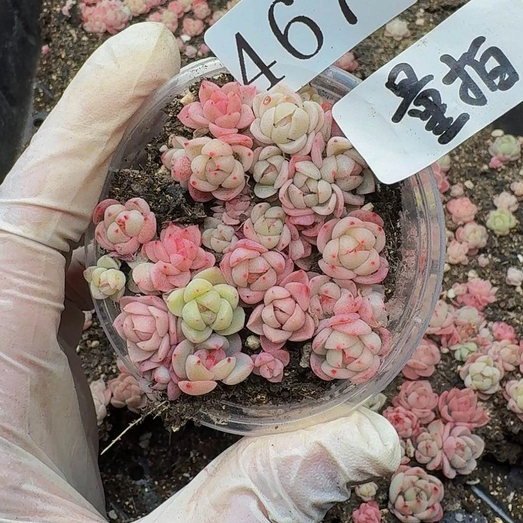 多肉植物多肉植物467量拍