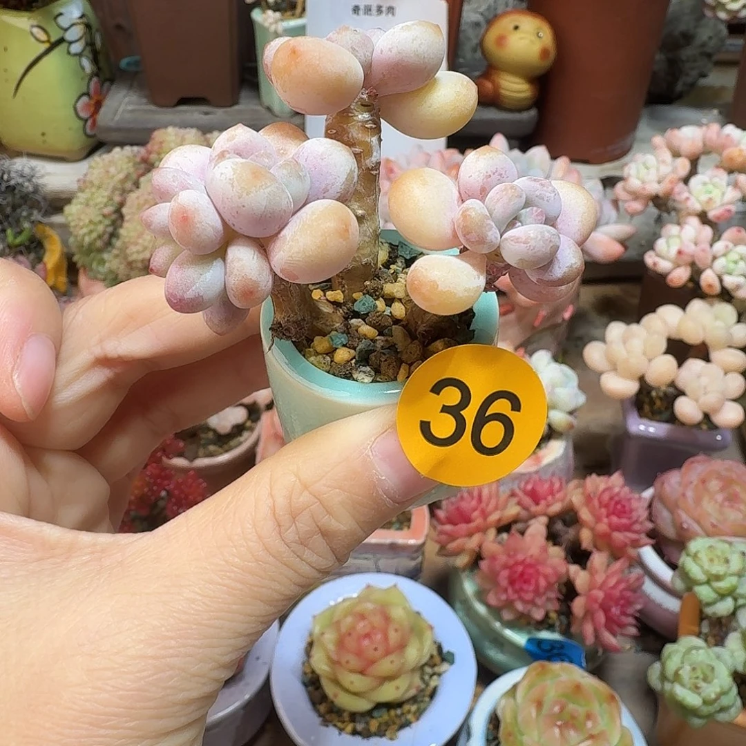 36 多肉含盆土 30元包邮非偏远