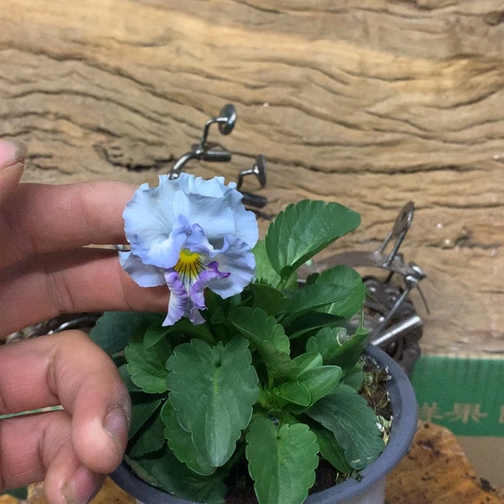 无花朵角堇一物一拍盆苗12cm盆038