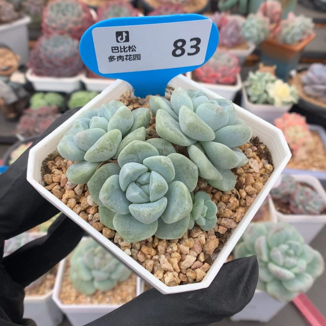 83 绿体冰玉石化多肉