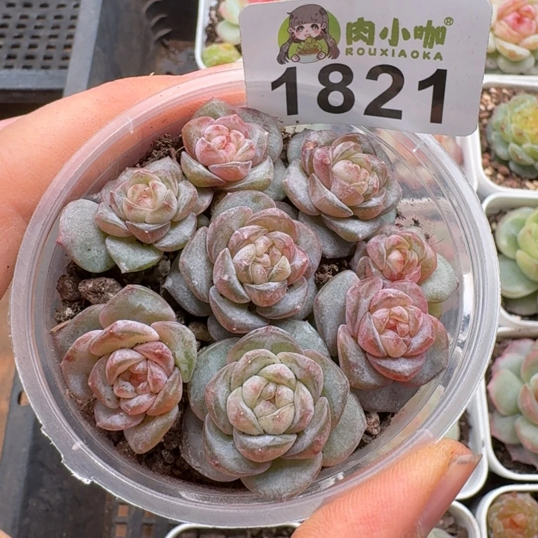 多肉植物多肉植物