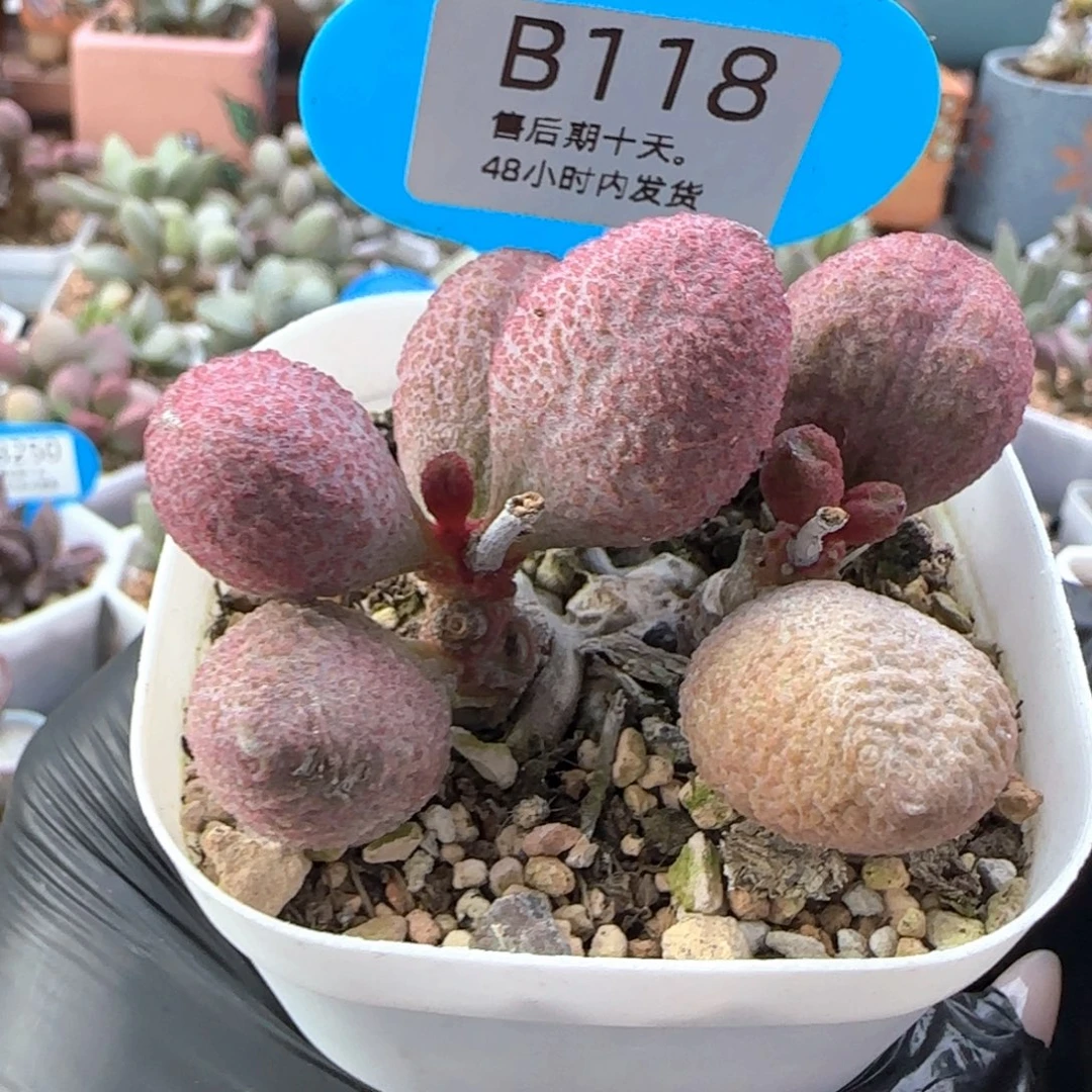 哟***崽代金25。    118。