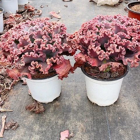 剩****乐B30 包菜系列 2 棵