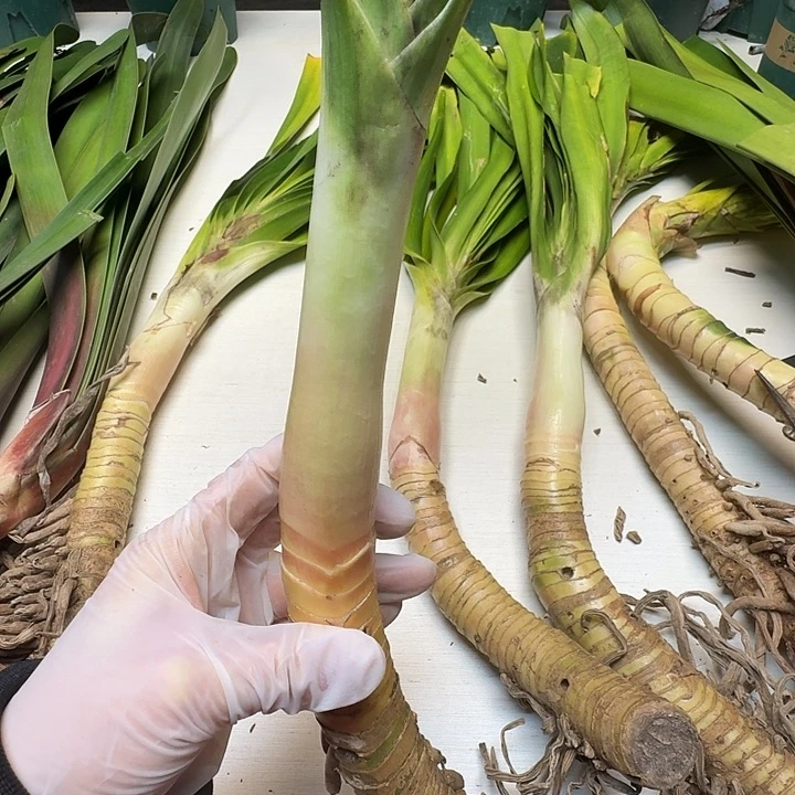 年***好完全开放11111111