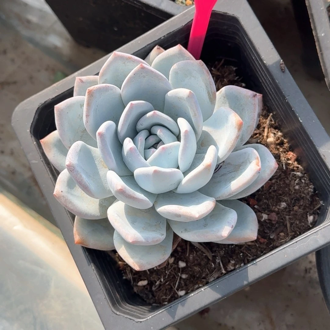 嫦娥多肉植物247.