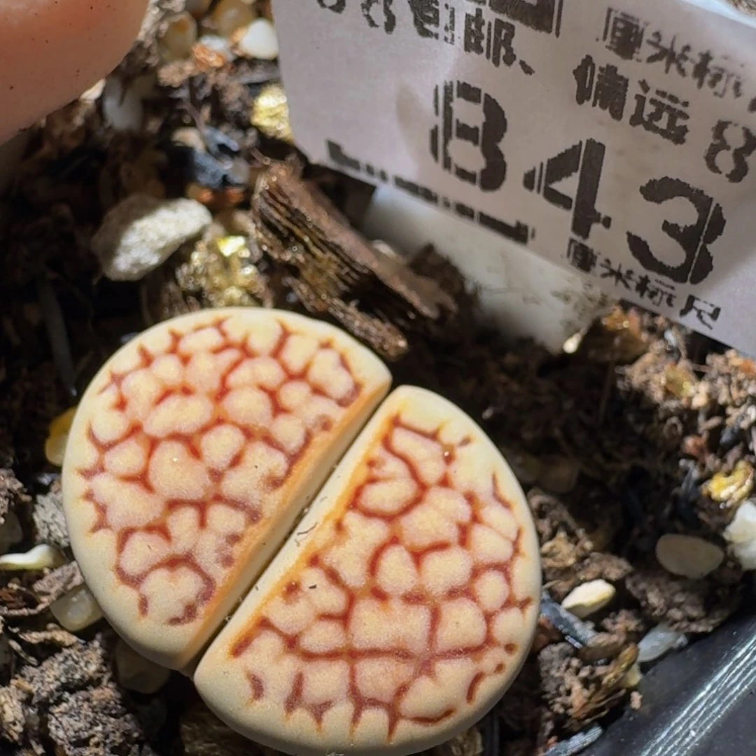 zzzz生石花肉锥843