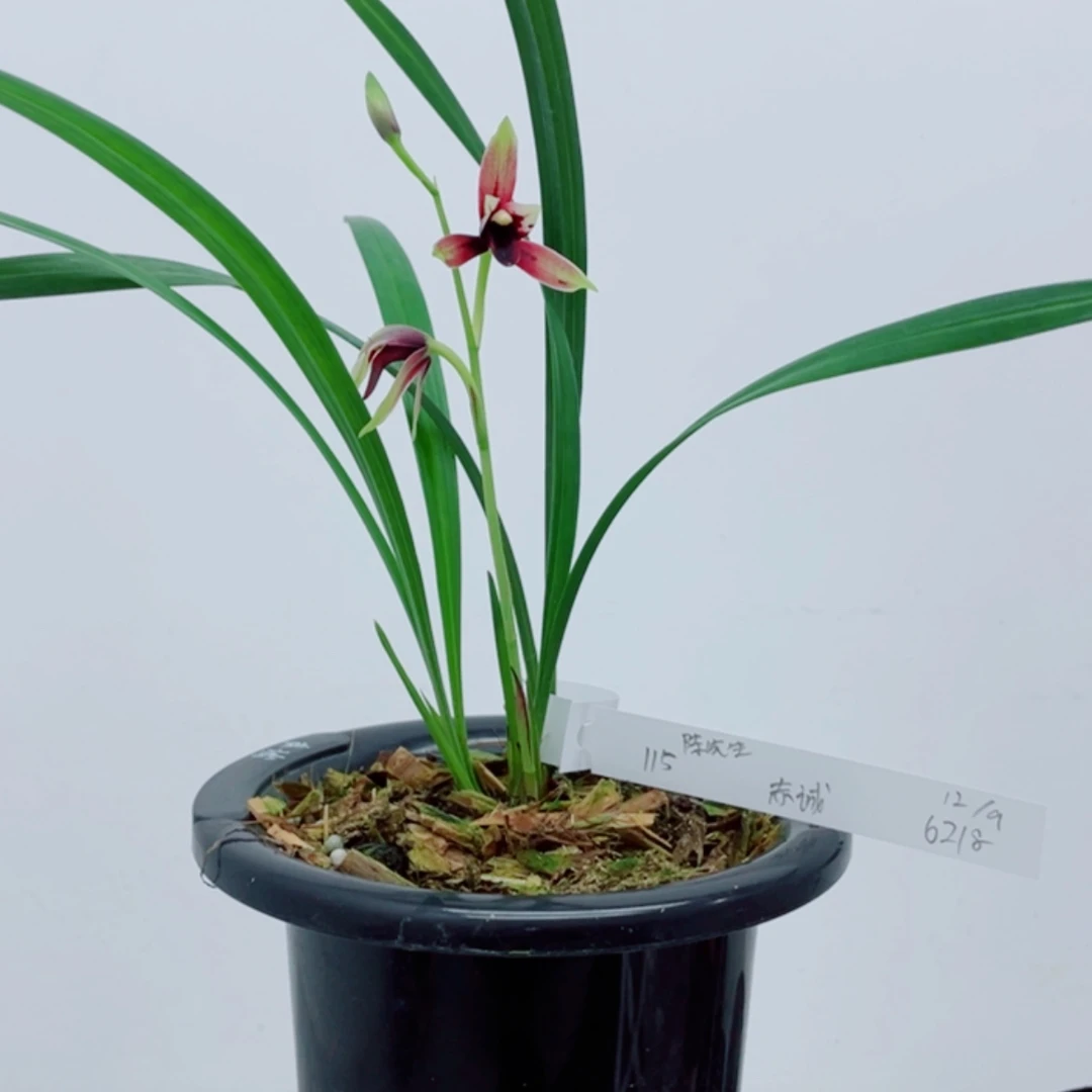 【闪购商品】无花朵陈****装