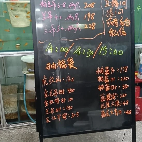 海水鱼蓝吊 5+粉蓝 6+各一条