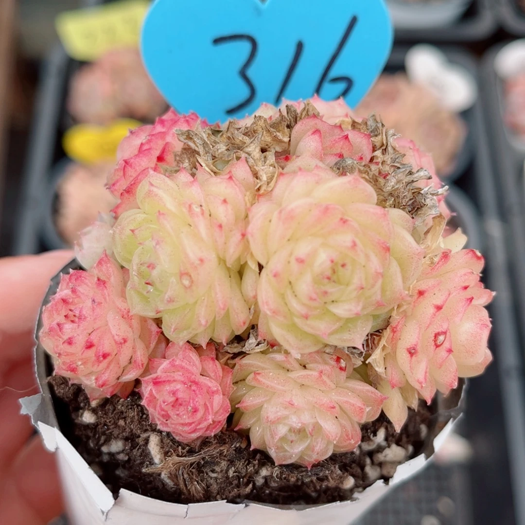 316号小老桩麦秆群不包整