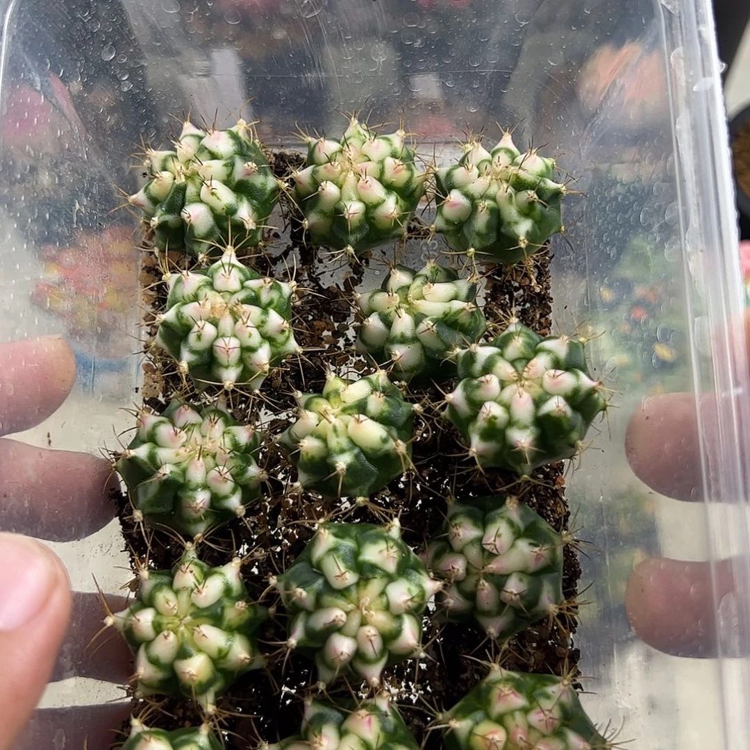 当前无花朵，栽培后可花朵米哈洛维奇白锦花田