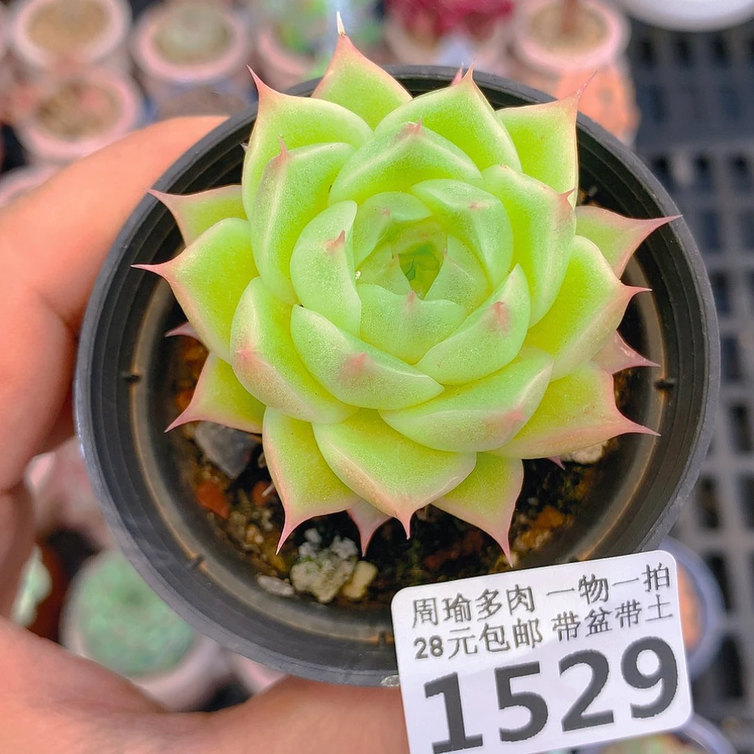 精控多肉植物1529