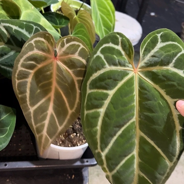 完全开放优选红水晶