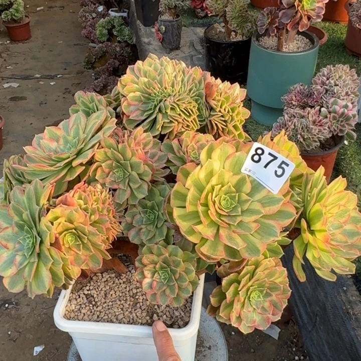 雨荷法师锦自然朵朵缀化875