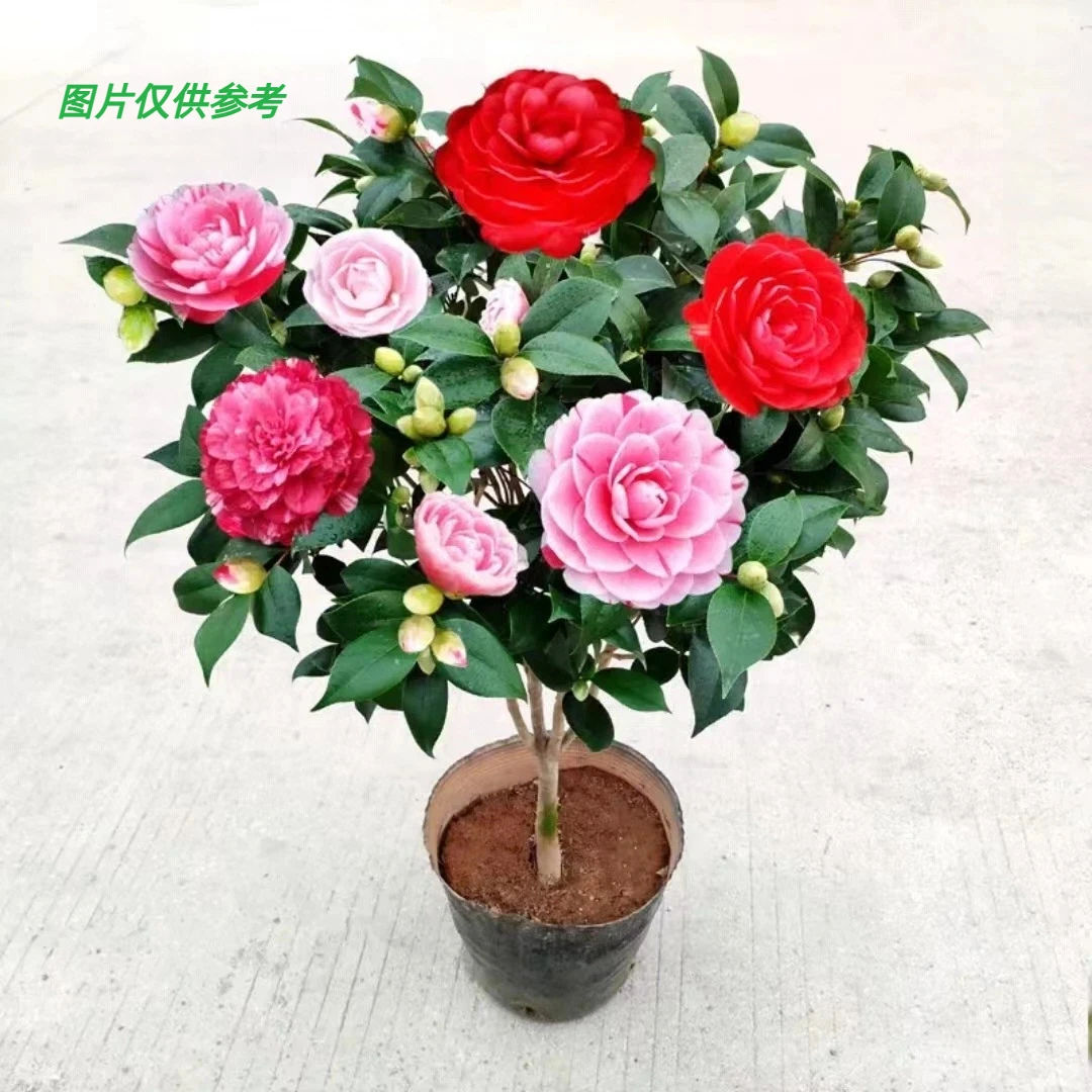 带花苞五色赤丹四季盆栽60~70室外种植耐寒花卉原土原盆发货