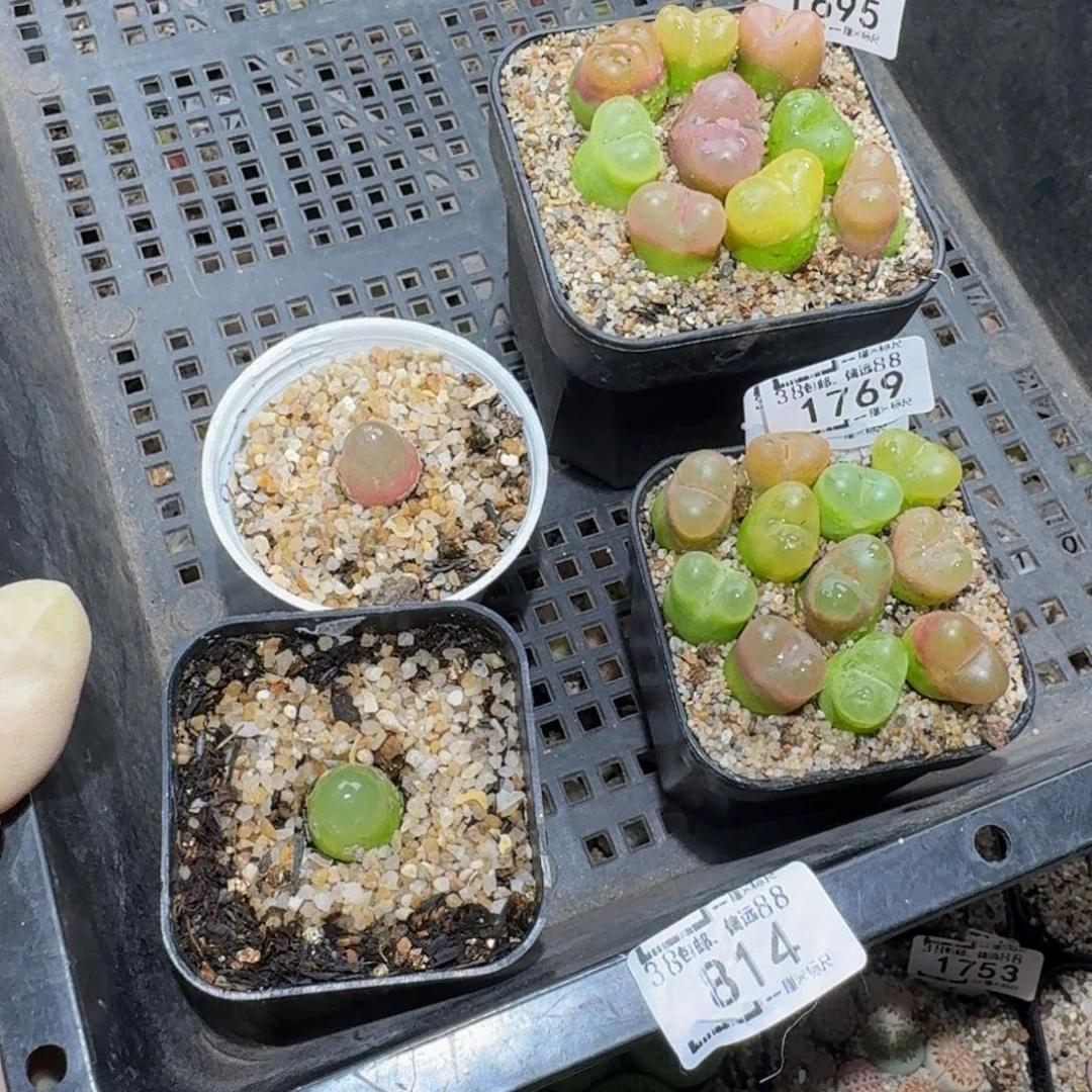 豆***豆zzzz生石花肉锥814