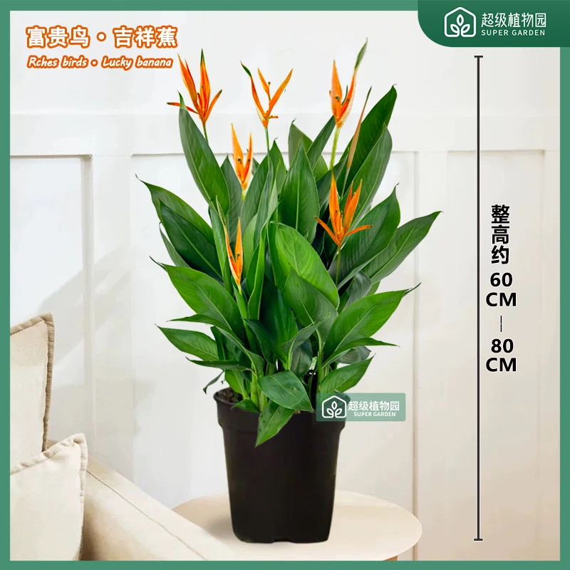 【带花苞发货】富贵鸟盆栽室内花卉绿植客厅办公室四季开花植物