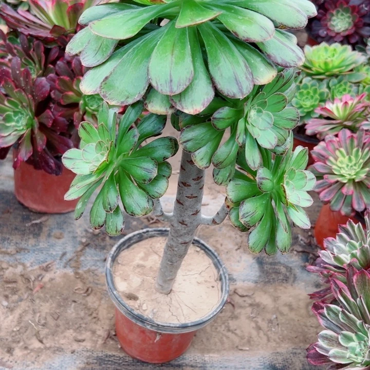 806维锦多肉植物的