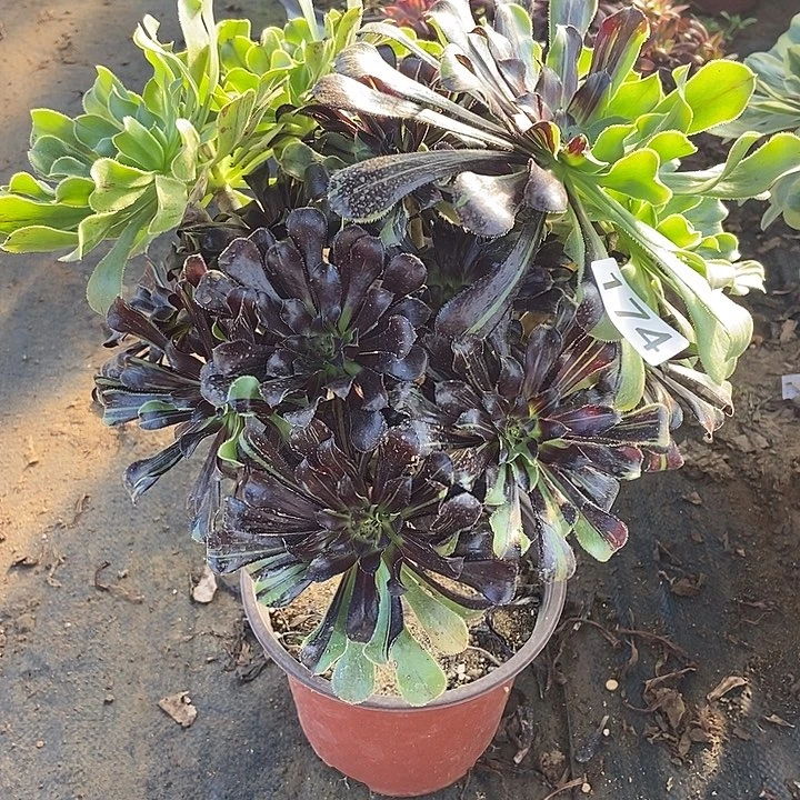 水墨丹青174多肉不包断