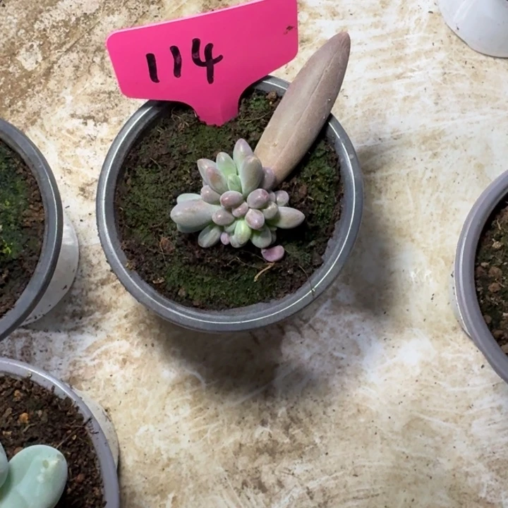 114胖体眼花新号福利价