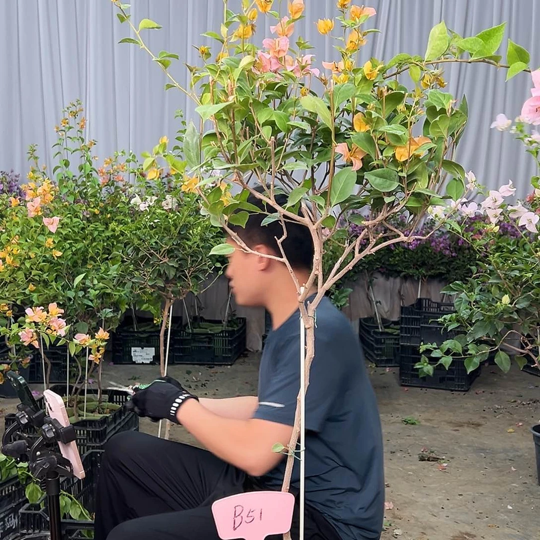 E***鹏当前无花栽培后可以开花B51金发