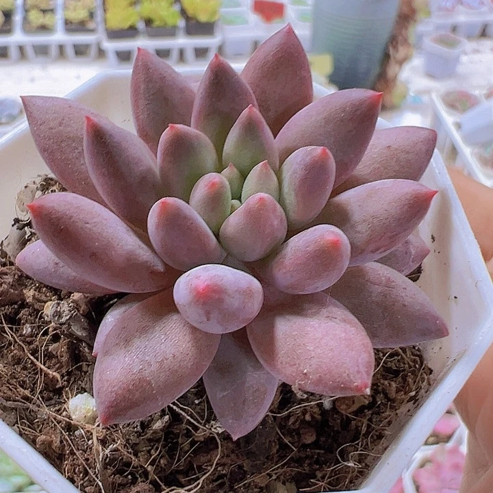 水晶球19包邮多肉植物
