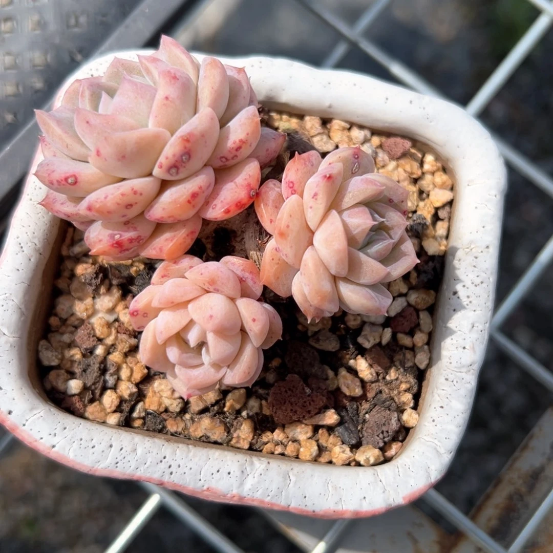 杨*⌯海梦（满38包邮）多肉