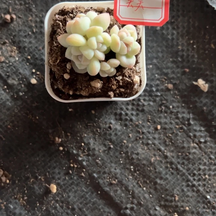 天天一物一拍专拍的