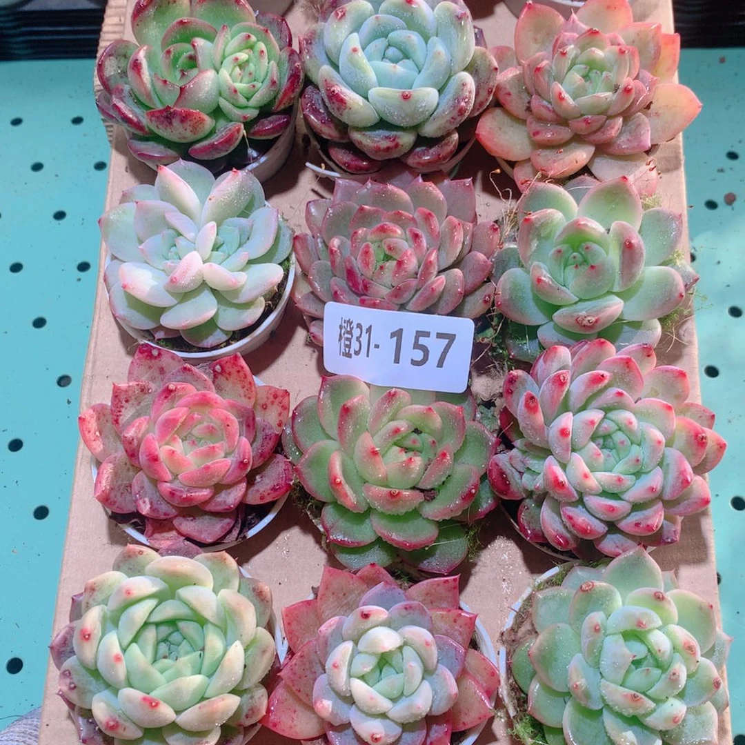 31-157一物一拍多肉带盆18颗