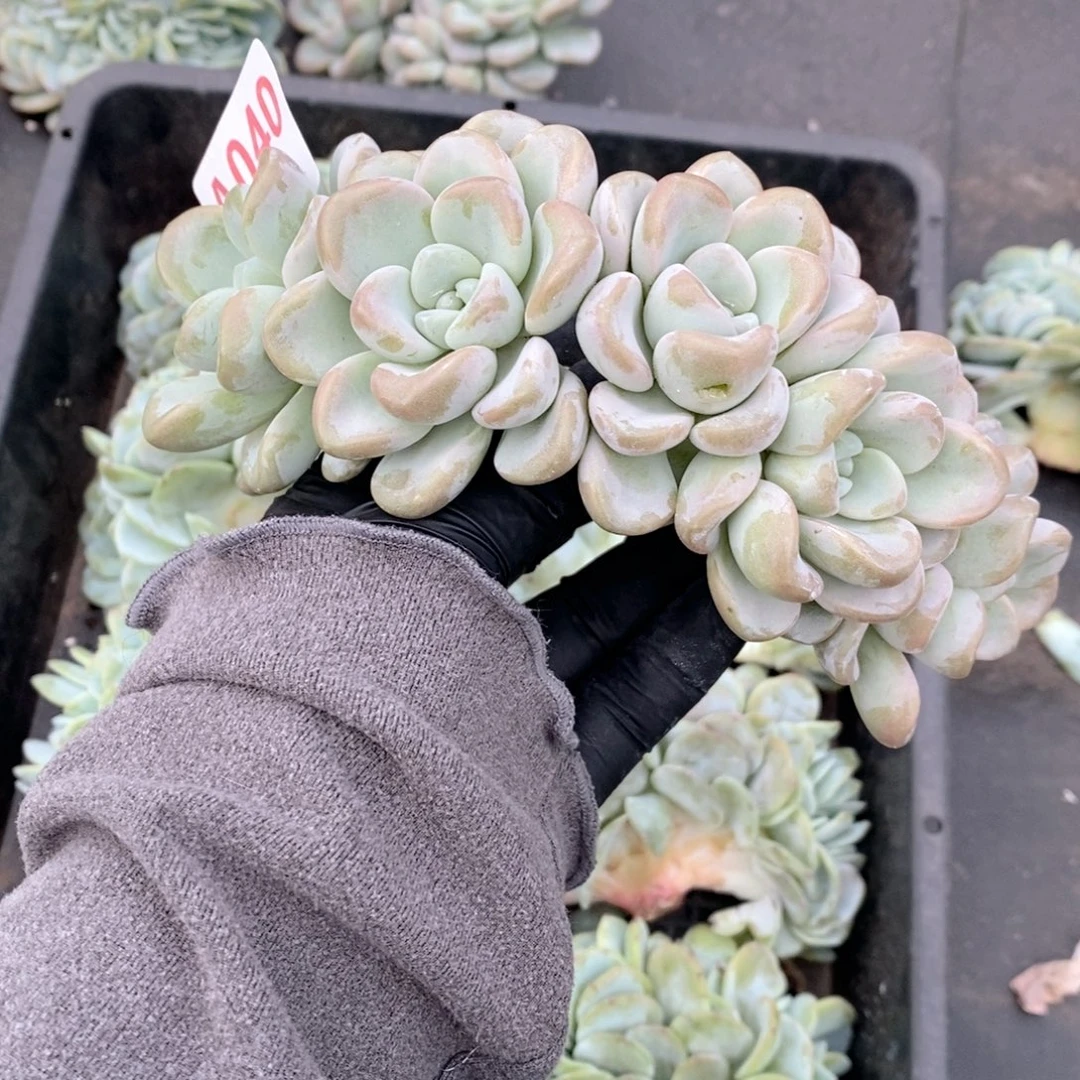 畅***540玉麒麟朵朵哇哇哇