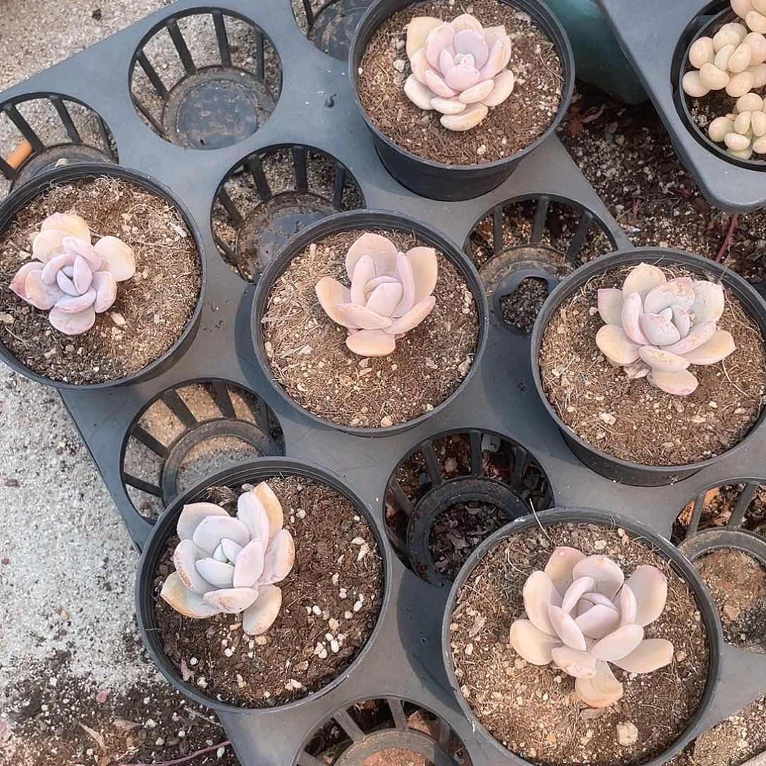 奶茶福利（量）  六月六