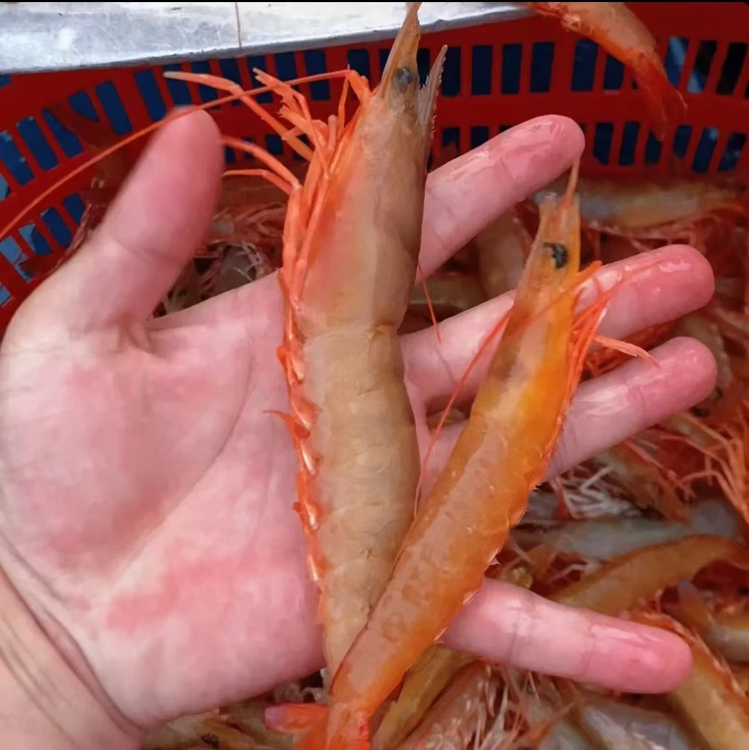 北海野生麻虾大号沙卢虾【部分带膏】新鲜海捕液氮活冻顺丰发货-琪9