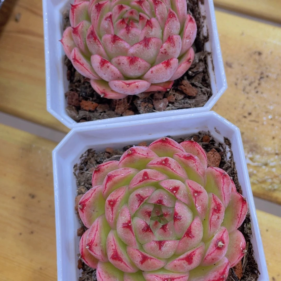 1365号 睫毛枫绯麦秆单头一个