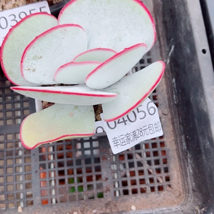 幸运的是我还没遇到过