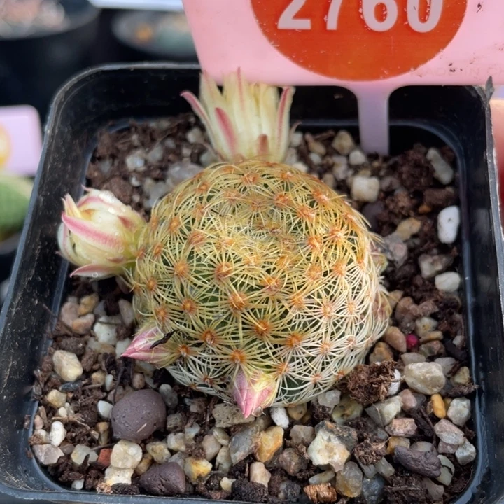 自根白子法师27600000