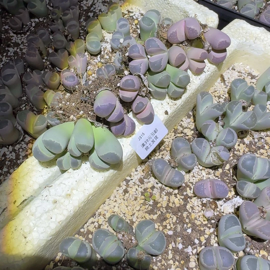 飞***天315多肉哈哈哈哈哈哈哈哈