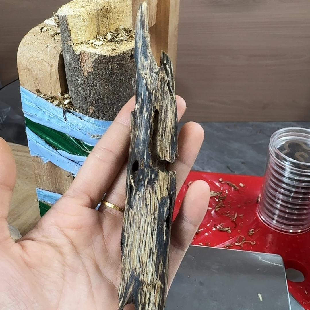 香料绿奇楠陆河天然虫漏17克