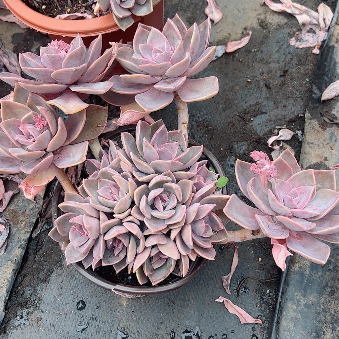 初恋大盆整桩无砍