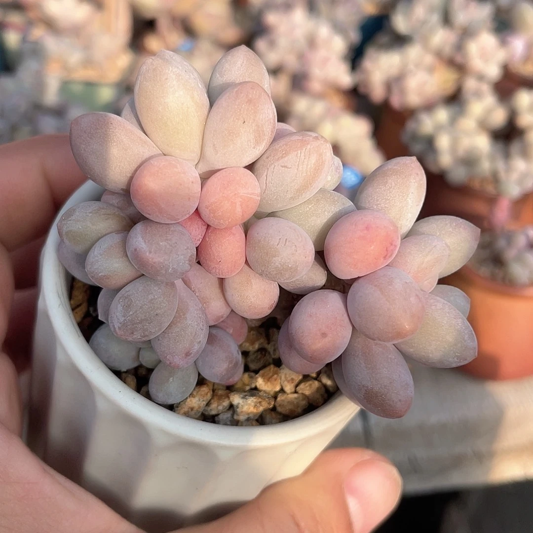 奶尖 脱土发货 6口盆