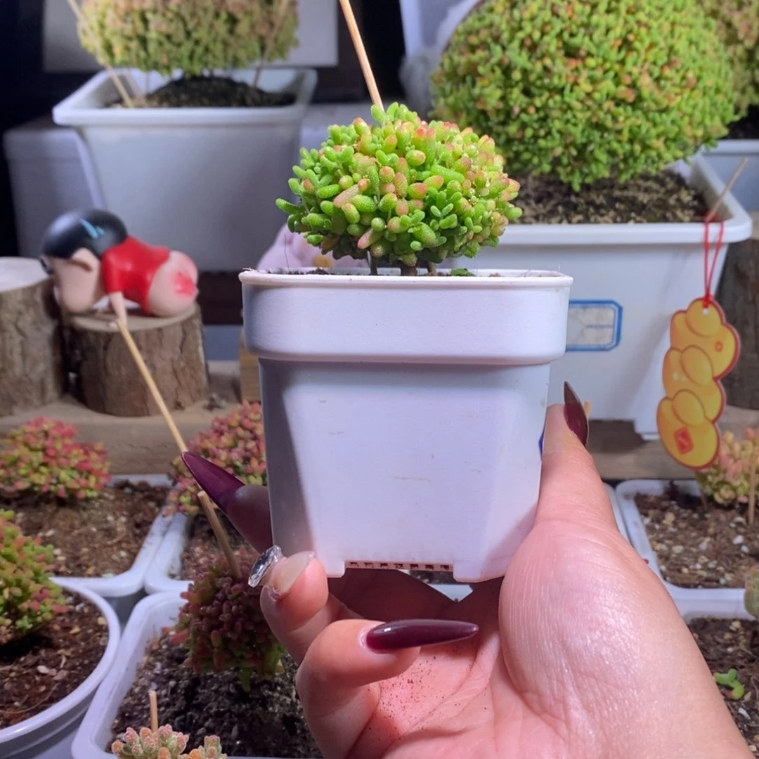 蜜橘带盆土发货一物一拍