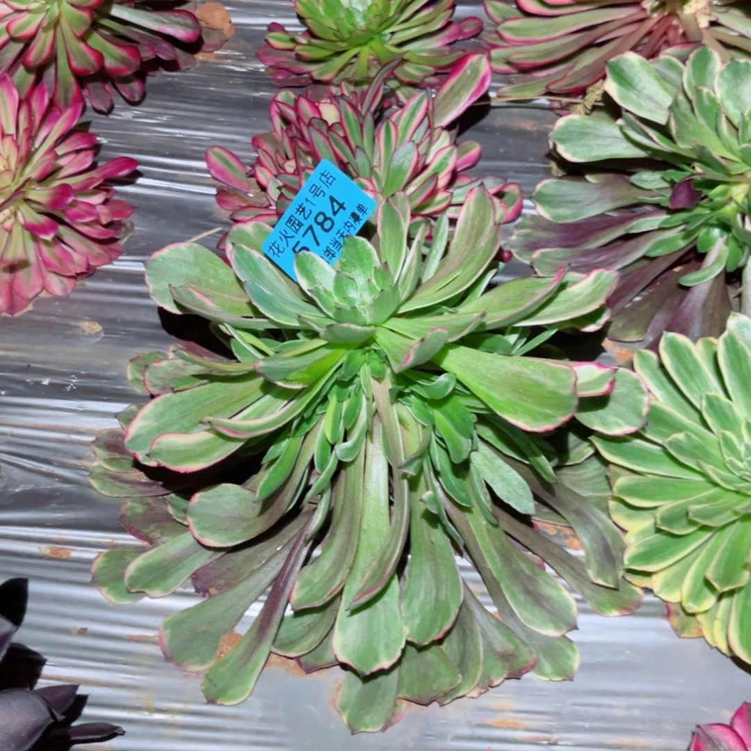 贞*毒药5784多肉植物