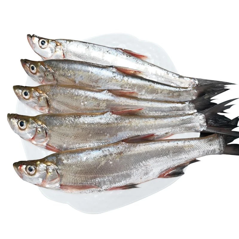 东北冷水麻鲢鱼油翘嘴白鱼包邮