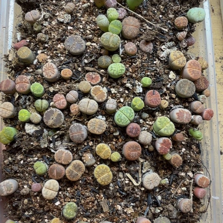 多肉植物的生长发育239
