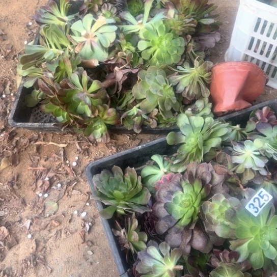 无花朵砍头325号不售后