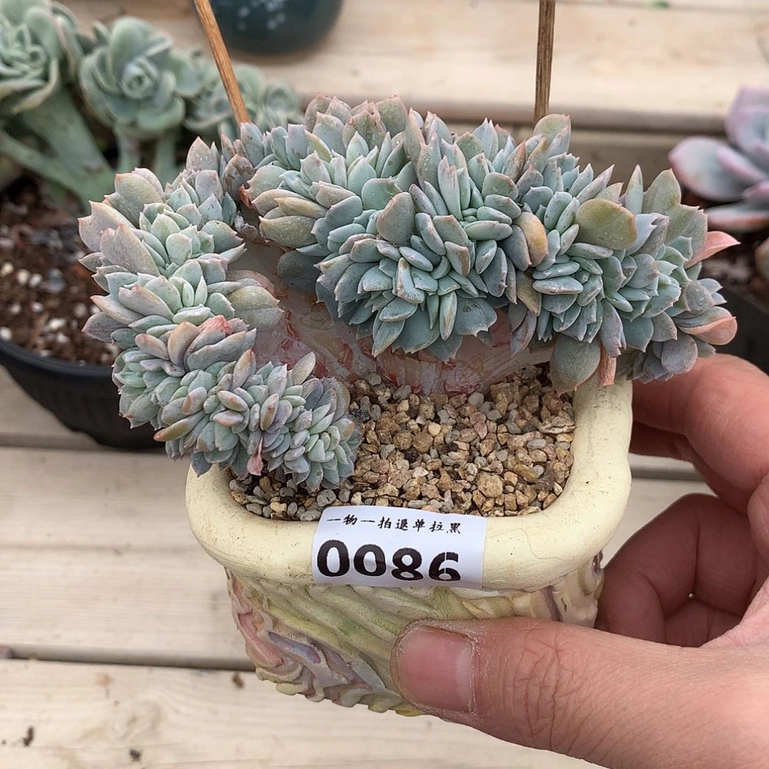 0086白茶缀一颗12厘米