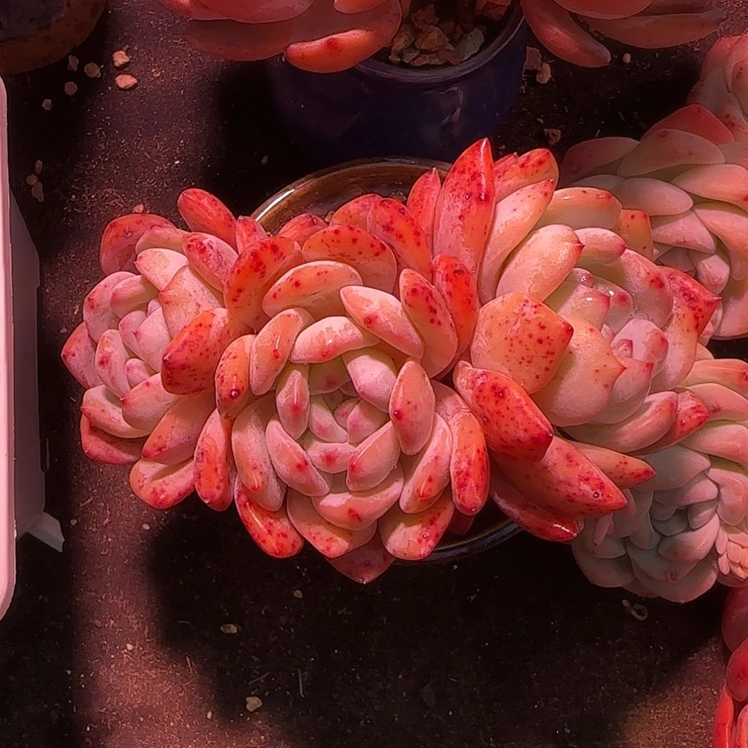 一字马朵朵红血橙一物一拍